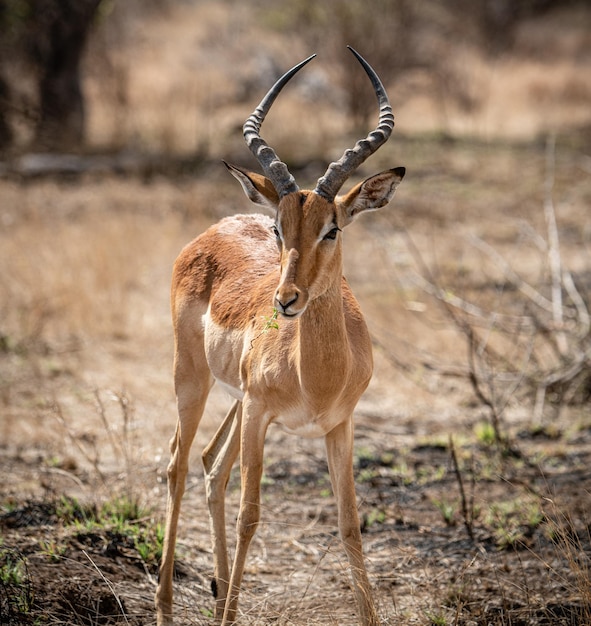 Männlicher Impala Aepyceros Melampus