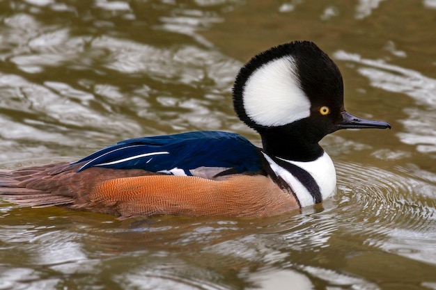 Männlicher Kapuzenmerganser Lophodytes cucullatus