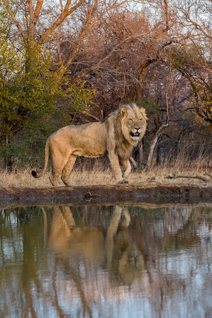 Männlicher Löwe am Wasserloch mit schöner Kulisse und Reflexion