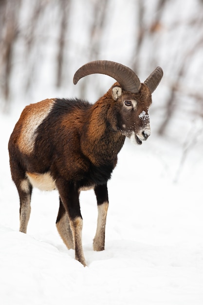 Männlicher Mufflon, der im Winterwald geht und kaut, der im Schnee bedeckt ist.