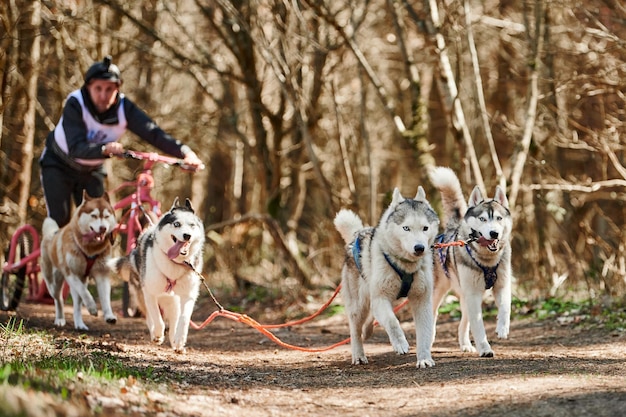 Männlicher Musher fährt auf einem dreirädrigen Wagen mit vier Siberian Husky-Schlittenhunden im Geschirr im Wald