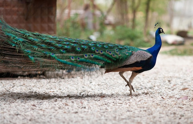 Männlicher Pfau des Pfaus, der seine Endstückfedern anzeigt