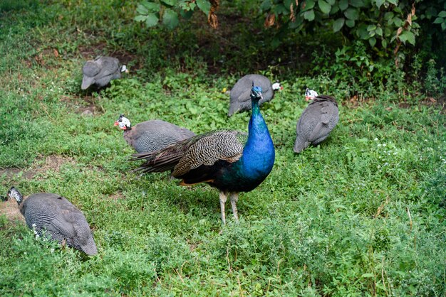 Männlicher Pfau und wenige Fasane