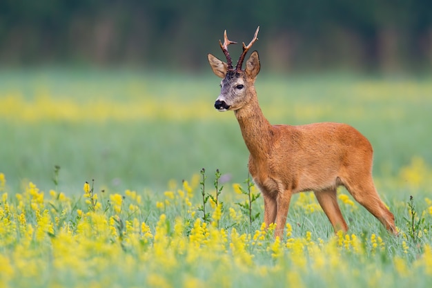 Männlicher Rehbockbock in der offenen Landschaft mit Blumen