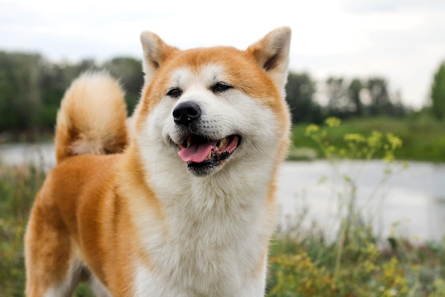 Männlicher reinrassiger japanischer Hund Akita inu