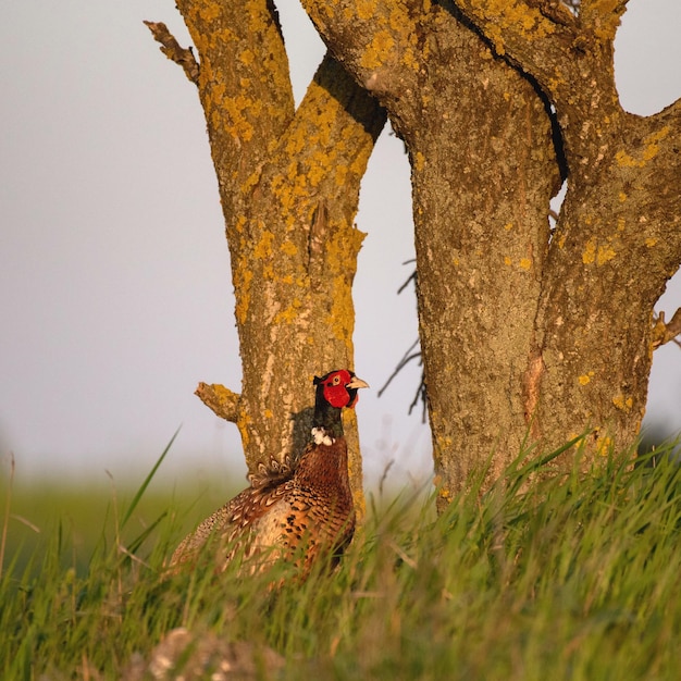 Foto männlicher ringneckfasan phasianus colchicus