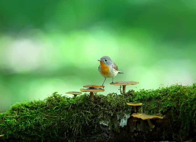 Männlicher rotbrüstiger Fliegenfänger (Ficedula parva) posiert auf einem moosbedeckten Pilzstamm.