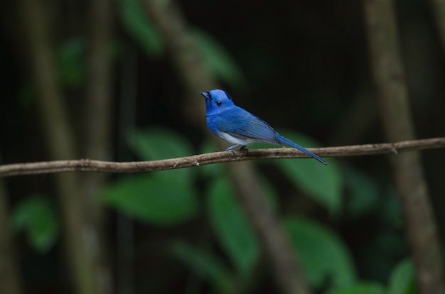 Männlicher schwarz-naped Monarch, der auf Baumast hockt