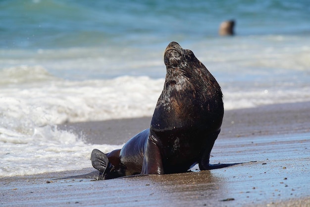 Männlicher Seelöwe Patagonien Argentinien