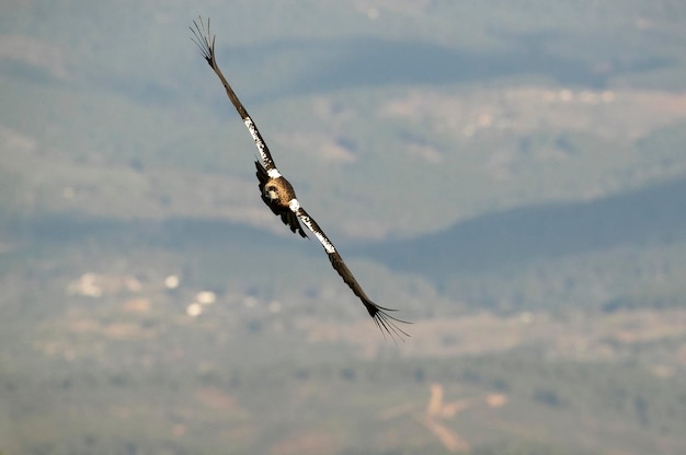 Männlicher spanischer Kaiseradler an seinem bevorzugten Aussichtspunkt in seinem Territorium bei den ersten Ampeln