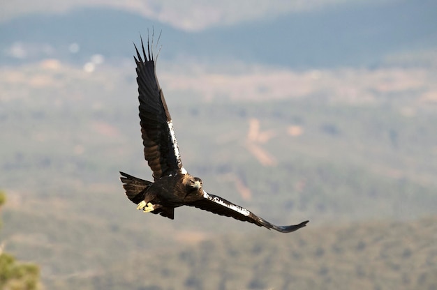 Männlicher spanischer Kaiseradler, der an einem Januartag bei Tagesanbruch in seinem Hoheitsgebiet fliegt