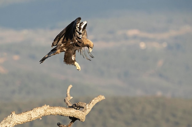 Männlicher spanischer Kaiseradler, der an einem Januartag bei Tagesanbruch in seinem Hoheitsgebiet fliegt
