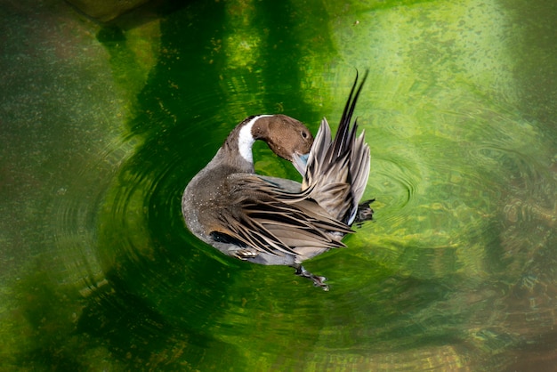 Foto männlicher spießenvogel, der sich auf dem wasser reinigt