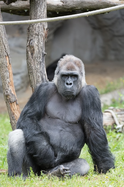 Männlicher starker Gorilla, der aus den Grund sitzt