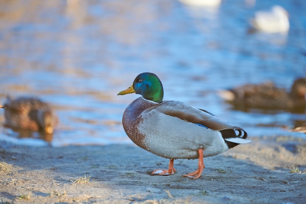 Männlicher Stockenten-Wasservogelvogel, der im Teich oder im Fluss plantscht.