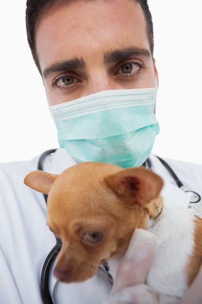 Männlicher Tierarzt, der kranke Chihuahua hält
