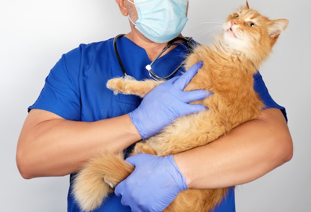 Männlicher Tierarzt in den blauen Uniform- und Latexhandschuhen, die eine erwachsene flaumige rote Katze mit einem lustigen Gesicht halten