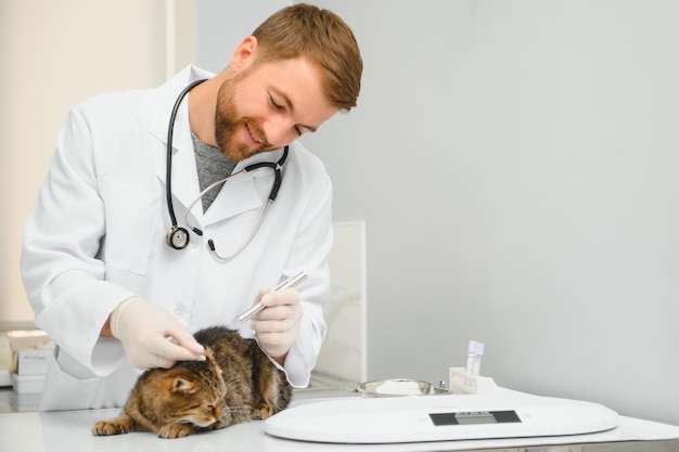 Männlicher Tierarzt mit einem Stethoskop in der Tierklinik führt eine Untersuchung und ärztliche Untersuchung des Hauskatzenkonzepts der medizinischen tierärztlichen Versorgung durch