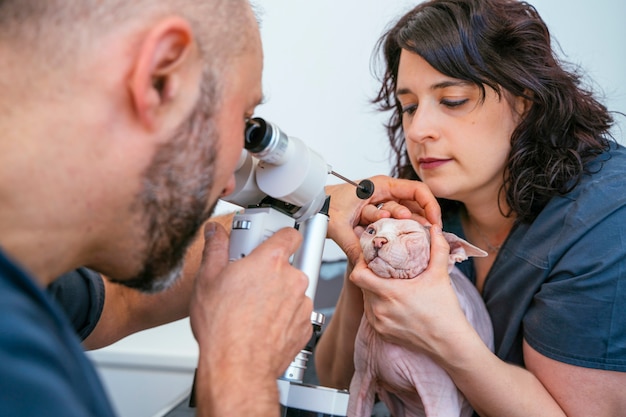 Männlicher Tierarzt und Krankenschwester, die mit Lupe untersuchen und eine blinde Katze für Laser-Augenchirurgie anzünden.