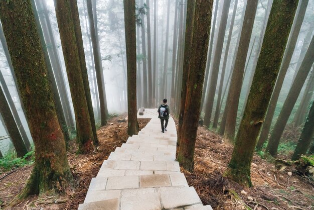 Männlicher Tourist, der hinunter die Steintreppe in Japanese Cedar Forest geht