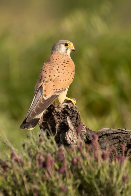 Männlicher turmfalke an seinem lieblingsplatz in den lichtern des späten nachmittags