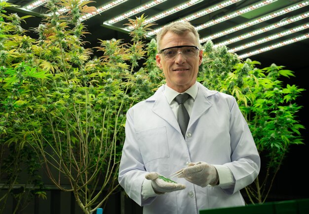 Männlicher Wissenschaftler, der erfreuliches grünes Cannabis-Hanfblatt auf seiner Hand hält