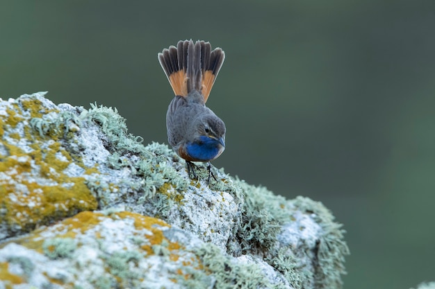 Foto männliches blaukehlchen in der brutzeit mit dem ersten licht der morgendämmerung auf einem felsen in seinem territorium