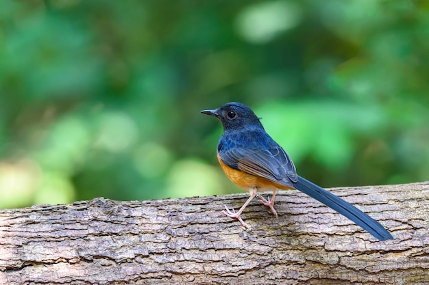 Männliches Weiß-rumped Shama, das auf Baumast mit grünem bokeh Hintergrund, Thailand hockt