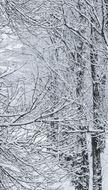 Märchenhafte flauschige schneebedeckte Bäume Zweige Naturlandschaft mit weißem Schnee und Schneefall bei kaltem Wetter