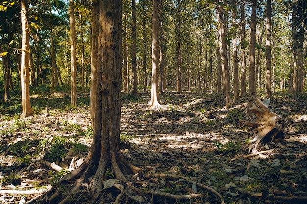 Märchenhafter Tannenwald