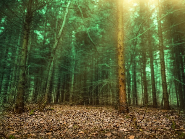 Märchenhaftes Waldland Fantasy-Herbstwaldlandschaft