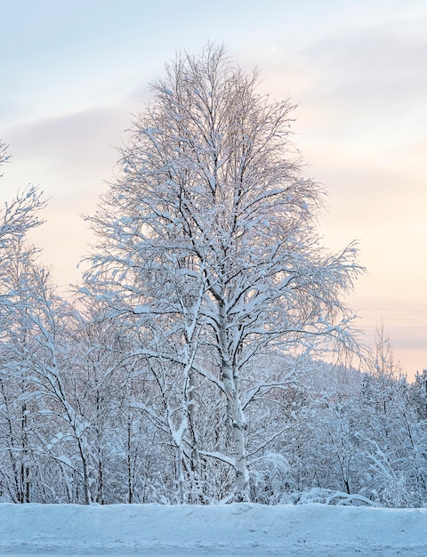 Märchensonnenuntergang im Winterwald mit Birkenbaum