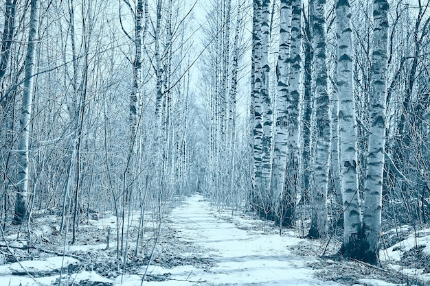 März Birkenwald, abstrakte verschwommene Landschaft im Wald