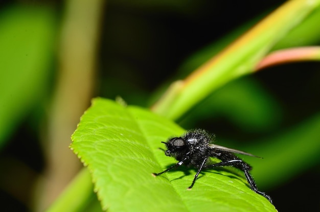 Märzfliegenansicht groß