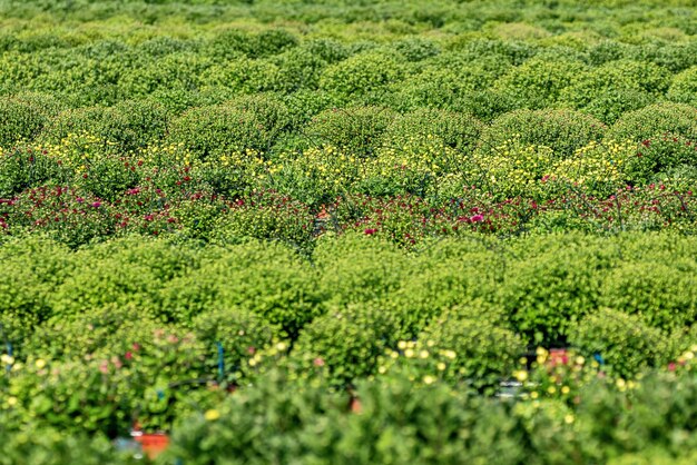 Mães de crisântemo no campo, plantas de crisântemos