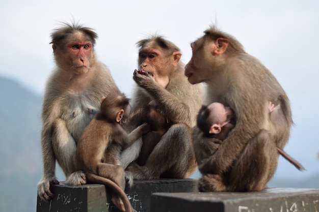 Mães e macacos bebés