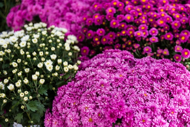 Mães em flor em grandes quantidades no jardim.