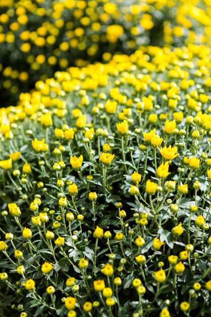 Mães em flor em grandes quantidades no jardim.