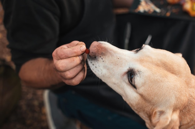 Maestro de la mano dando un regalo a su perro