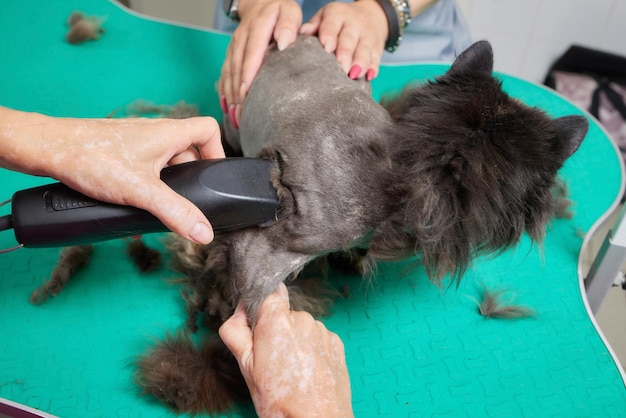 El maestro de peluquería corta y afeita a un gato, se ocupa de un gato, el veterinario usa una máquina de afeitar eléctrica para el gato.
