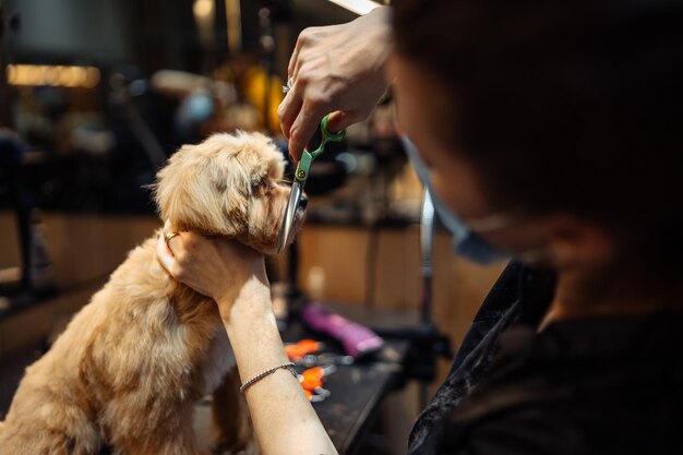 Un maestro en un salón de belleza corta a un perro con unas tijeras.