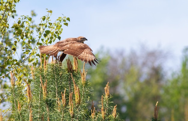 Mäusebussard Buteo buteo Ein Vogel hebt von einem Ast ab