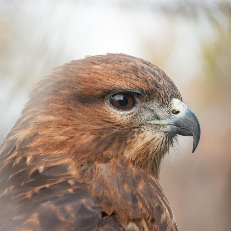 Foto mäusebussard buteo buteo im zoo nahaufnahme