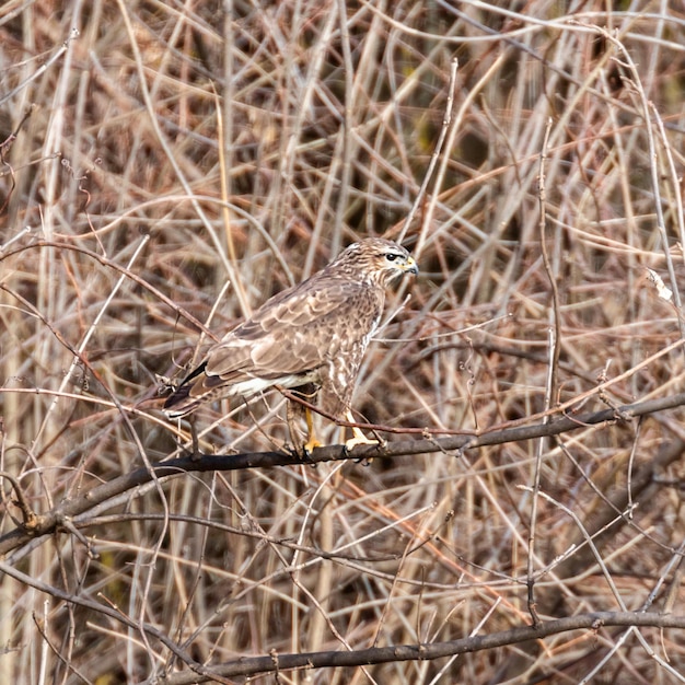 Mäusebussard (Buteo buteo) Tarnung