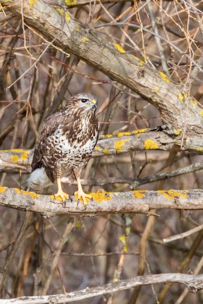 Mäusebussard (Buteo buteo) Tarnung