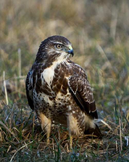 Mäusebussard Buteo buteo