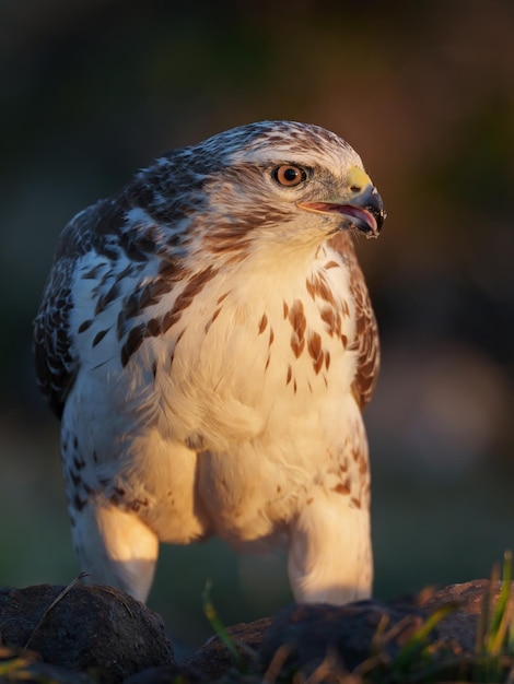 Mäusebussard Buteo buteo