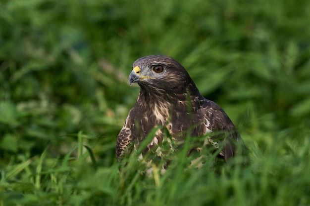 Mäusebussard Buteo buteo