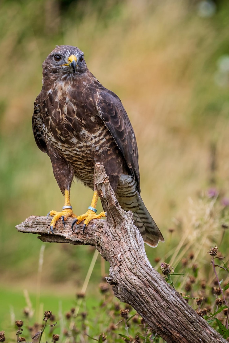 Foto mäusebussard buteo buteo