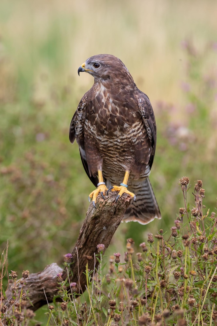 Foto mäusebussard buteo buteo